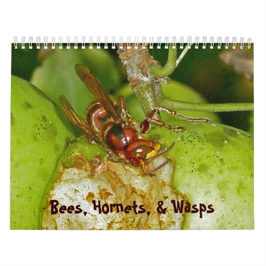 Kalender - Bijen, hoornaars en wespen (Hoes)