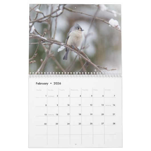 Kalender - Common Backyard Birds (Feb 2026)