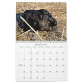 Kalender Cowtown Living 2013 (Mar 2027)