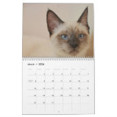 Kalender Engels en USA Schattige Mooie Katten (Mar 2026)