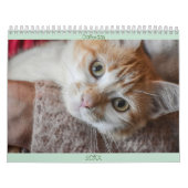 Kalender Engels en USA Schattige Mooie Katten (Hoes)