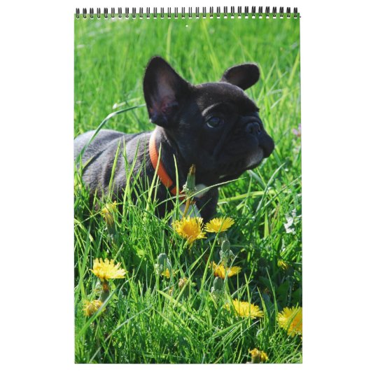 Kalender französische Bulldogge tolle Fotosammlung (Hoes)