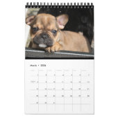Kalender französische Bulldogge tolle Fotosammlung (Mar 2026)
