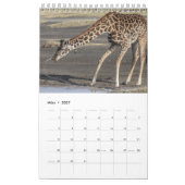Kalender-Giraffen Kalender (Mar 2027)