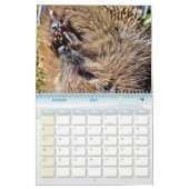 Kalender Hérissons, Hedgehog (Jan 2027)
