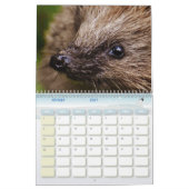 Kalender Hérissons, Hedgehog (Feb 2027)
