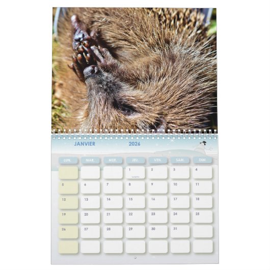 Kalender Hérissons, Hedgehog (Jan 2026)