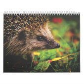 Kalender Hérissons, Hedgehog (Hoes)