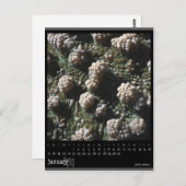 kalender januari 2010 briefkaart (Voorkant / Achterkant)