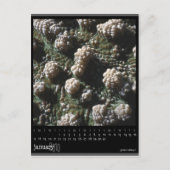 kalender januari 2010 briefkaart (Voorkant)