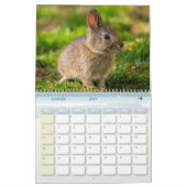 Kalender Lapin, Calendar Rabbit Hares (Jan 2027)