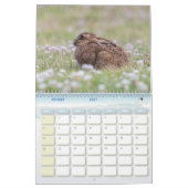 Kalender Lapin, Calendar Rabbit Hares (Feb 2027)