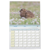 Kalender Lapin, Calendar Rabbit Hares (Feb 2026)
