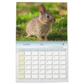 Kalender Lapin, Calendar Rabbit Hares (Jan 2026)