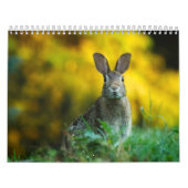 Kalender Lapin, Calendar Rabbit Hares (Hoes)