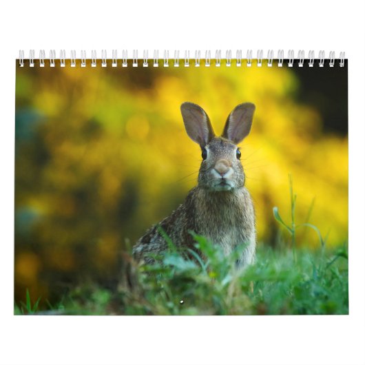 Kalender Lapin, Calendar Rabbit Hares (Hoes)
