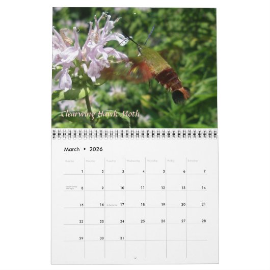 Kalender - Meer vlinders & motten (Mar 2026)