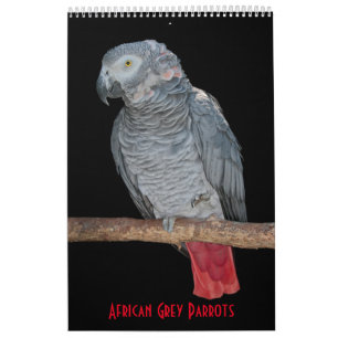 Kalender met Afrikaanse Grijze Papegaaien