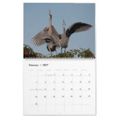 Kalender met baltsgedrag van de Grote Blauwe Reige (Feb 2027)