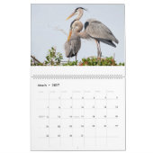 Kalender met baltsgedrag van de Grote Blauwe Reige (Mar 2027)