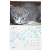 kalender met CUTE KATTEN (Jan 2026)