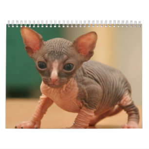 Kalender met een schattig sphynx kittens