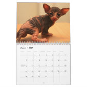 Kalender met een schattig sphynx kittens (Mar 2027)