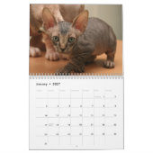 Kalender met een schattig sphynx kittens (Jan 2027)