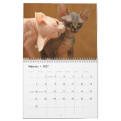 Kalender met een schattig sphynx kittens (Feb 2027)