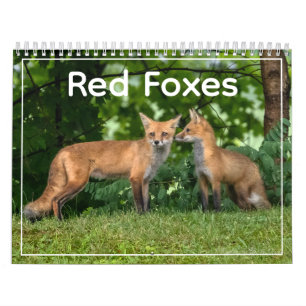 Kalender met Rode Vossen