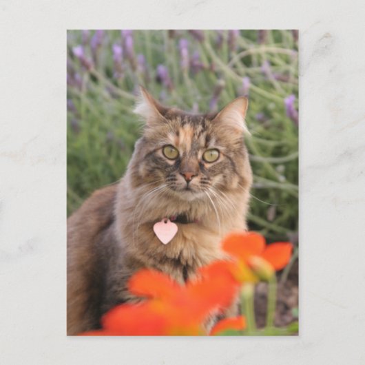 Kalender, Nasturtium en een tortoiseshel kat Briefkaart (Voorkant)