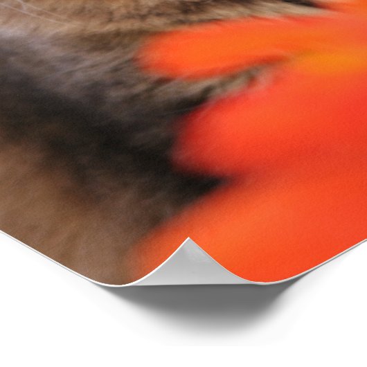 Kalender, Nasturtium en een tortoiseshel kat Poster (Hoek)