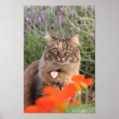 Kalender, Nasturtium en een tortoiseshel kat Poster (Voorkant)