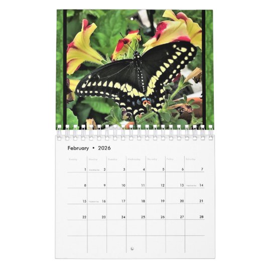 Kalender - Oostelijke zwarte zwaluwstaart vlinders (Feb 2026)