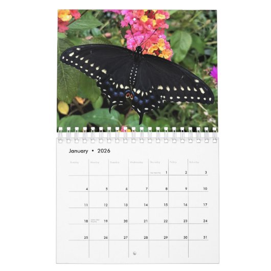 Kalender - Oostelijke zwarte zwaluwstaart vlinders (Jan 2026)