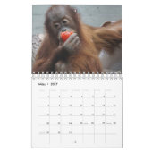 Kalender-Orangutan Kalender (Mar 2027)