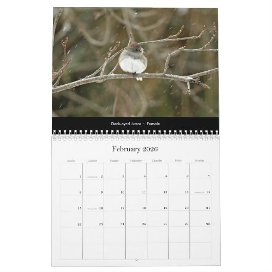 Kalender prachtige vogels #2 (Feb 2026)