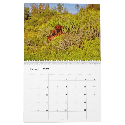 Kalender Rhodesian Ridgeback - Liondog - 15 Monate (Jan 2026)