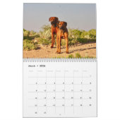 Kalender Rhodesian Ridgeback - Liondog - 15 Monate (Mar 2026)