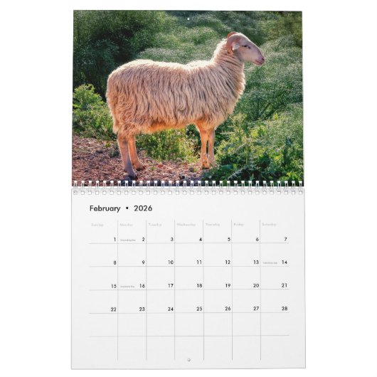 Kalender schapen 2025 (Feb 2026)