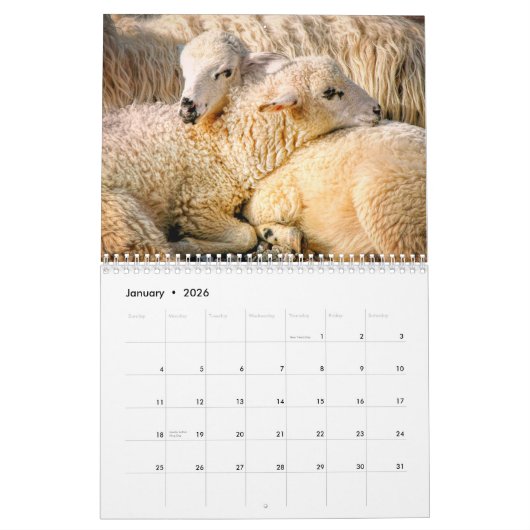 Kalender schapen 2025 (Jan 2026)