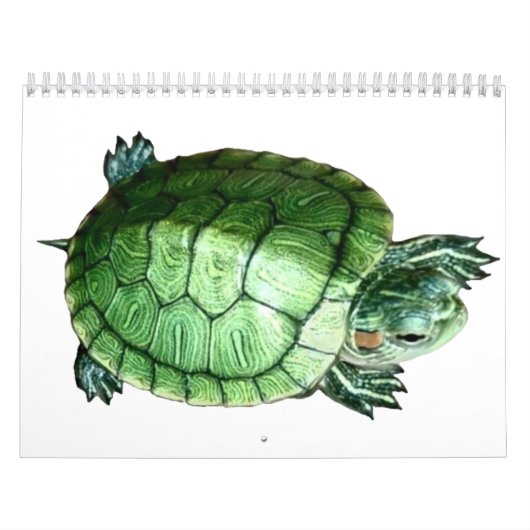 Kalender Schildpad (Hoes)