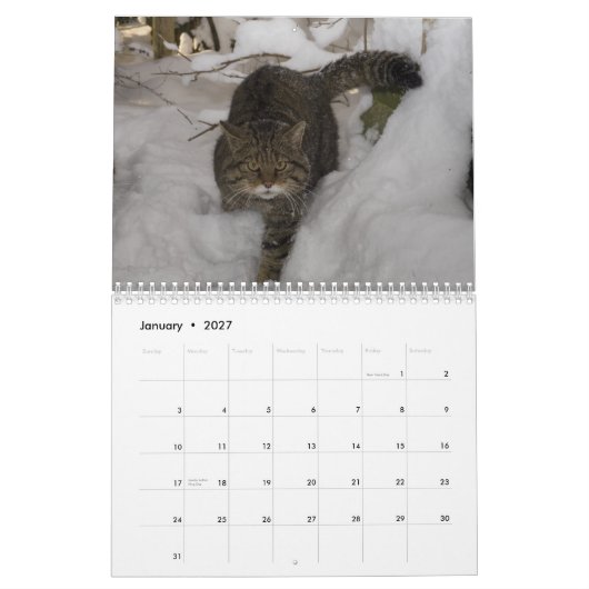 Kalender - Scottish wildcat (Jan 2027)