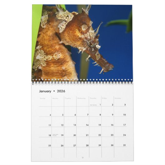 Kalender Seapaarden en Dragons (Jan 2026)