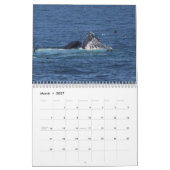 Kalender van de Humpback Whales (Mar 2027)