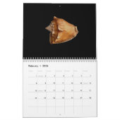 Kalender van de planken 2017 (Feb 2026)