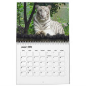 Kalender van de witte tijgers (Jan 2026)