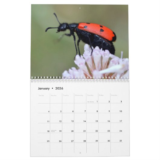 Kalender van diverse insecten (Jan 2026)