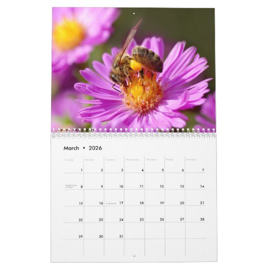 Kalender van diverse insecten (Mar 2026)