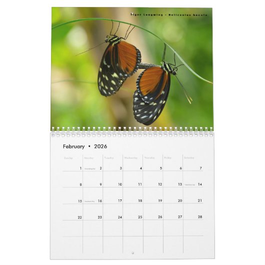 Kalender van diverse insecten (Feb 2026)